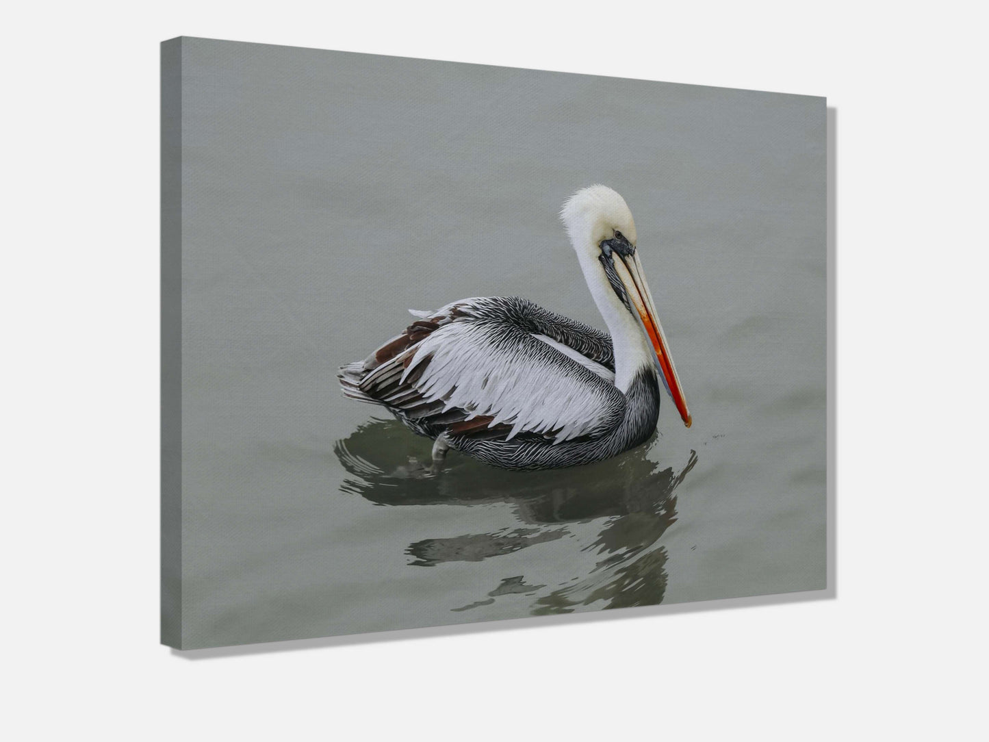 Pelican STILL WATER, WILD SOUL Photo Canvas Print