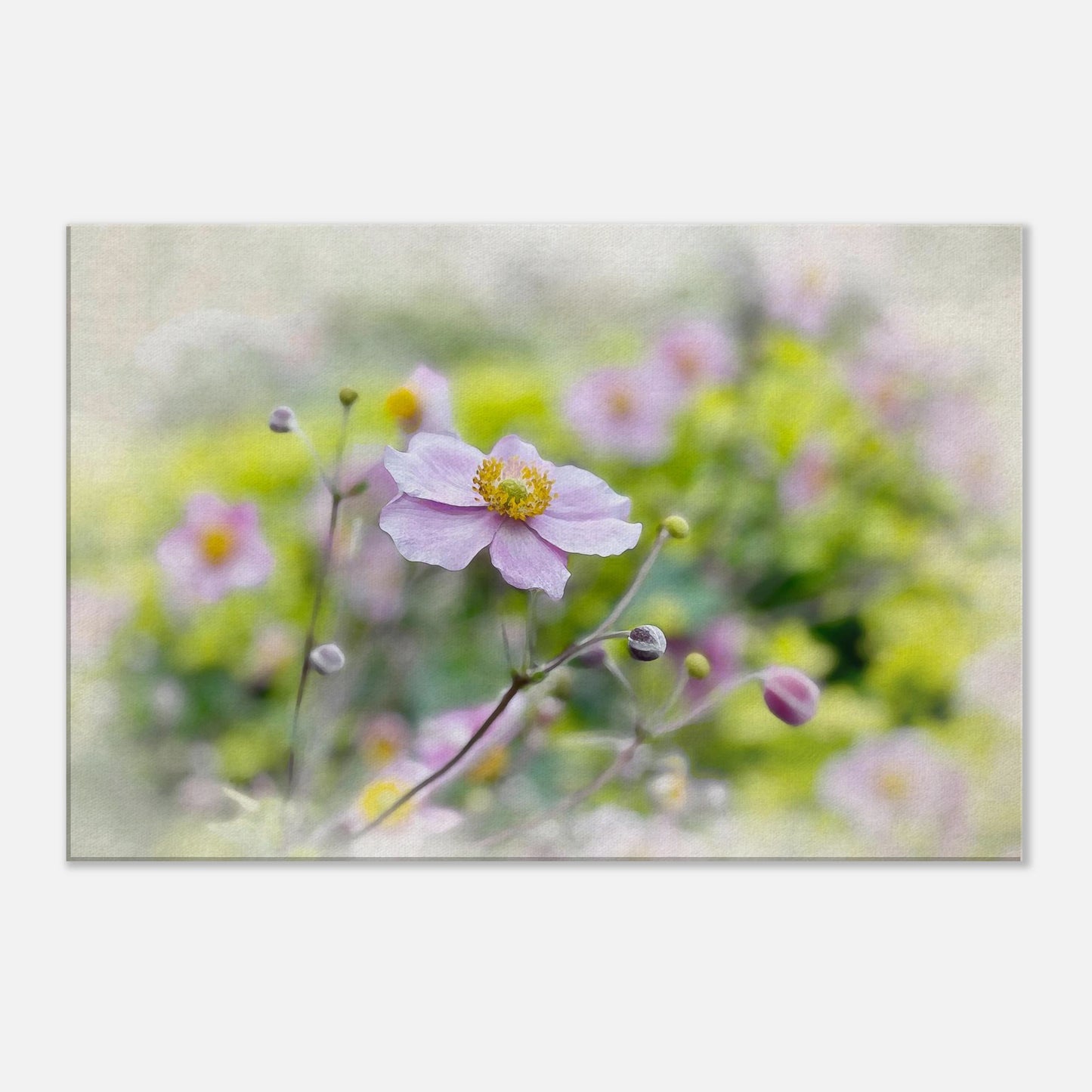 Still in Bloom - Close-up of a pink flower with a blurred green background