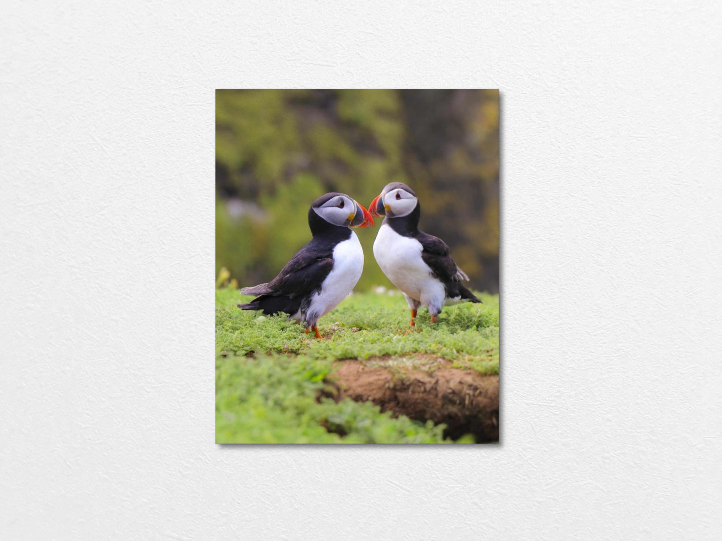 Two puffins seabirds standing on grass with a natural blur