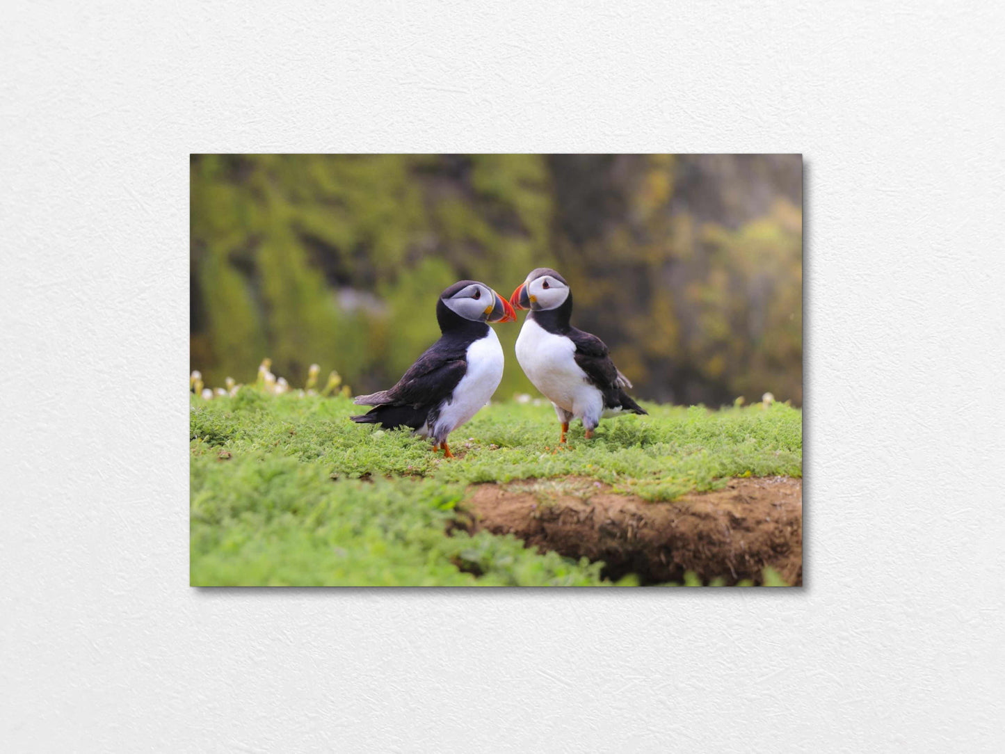 Two puffins seabirds standing on grass with a natural blur