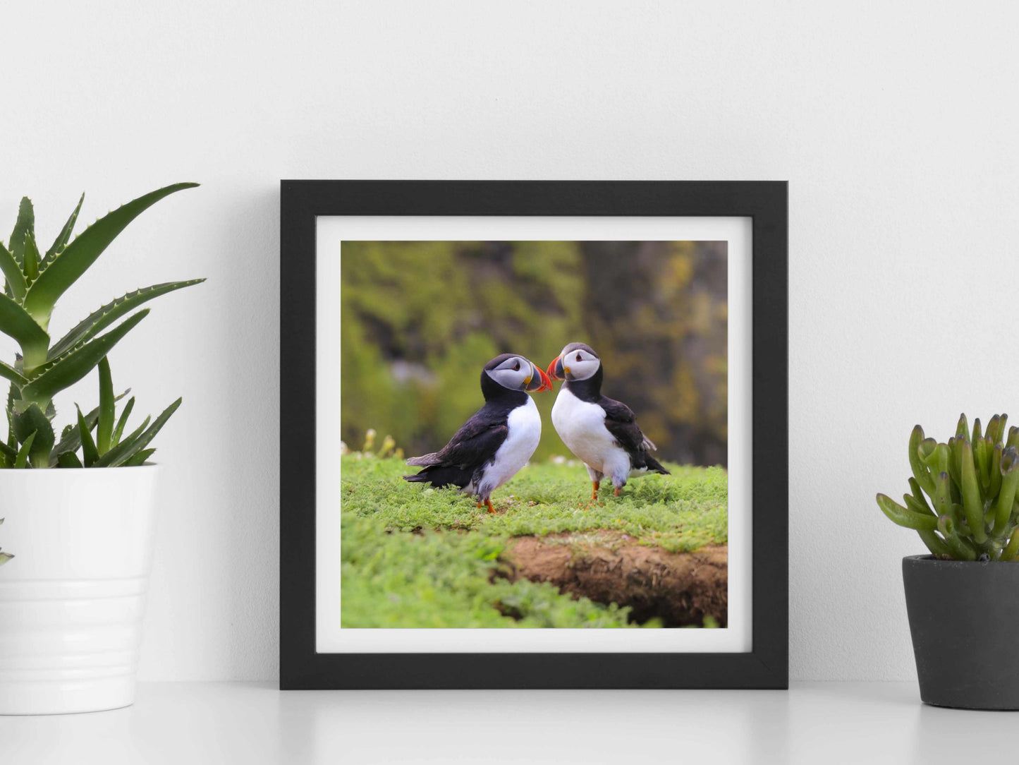 Two puffins seabirds standing on grass with a natural blur