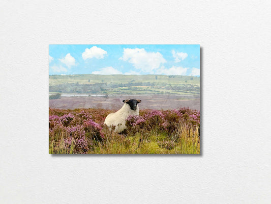 Sheep 13x18