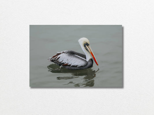Pelican STILL WATER, WILD SOUL Unframed Photo Poster