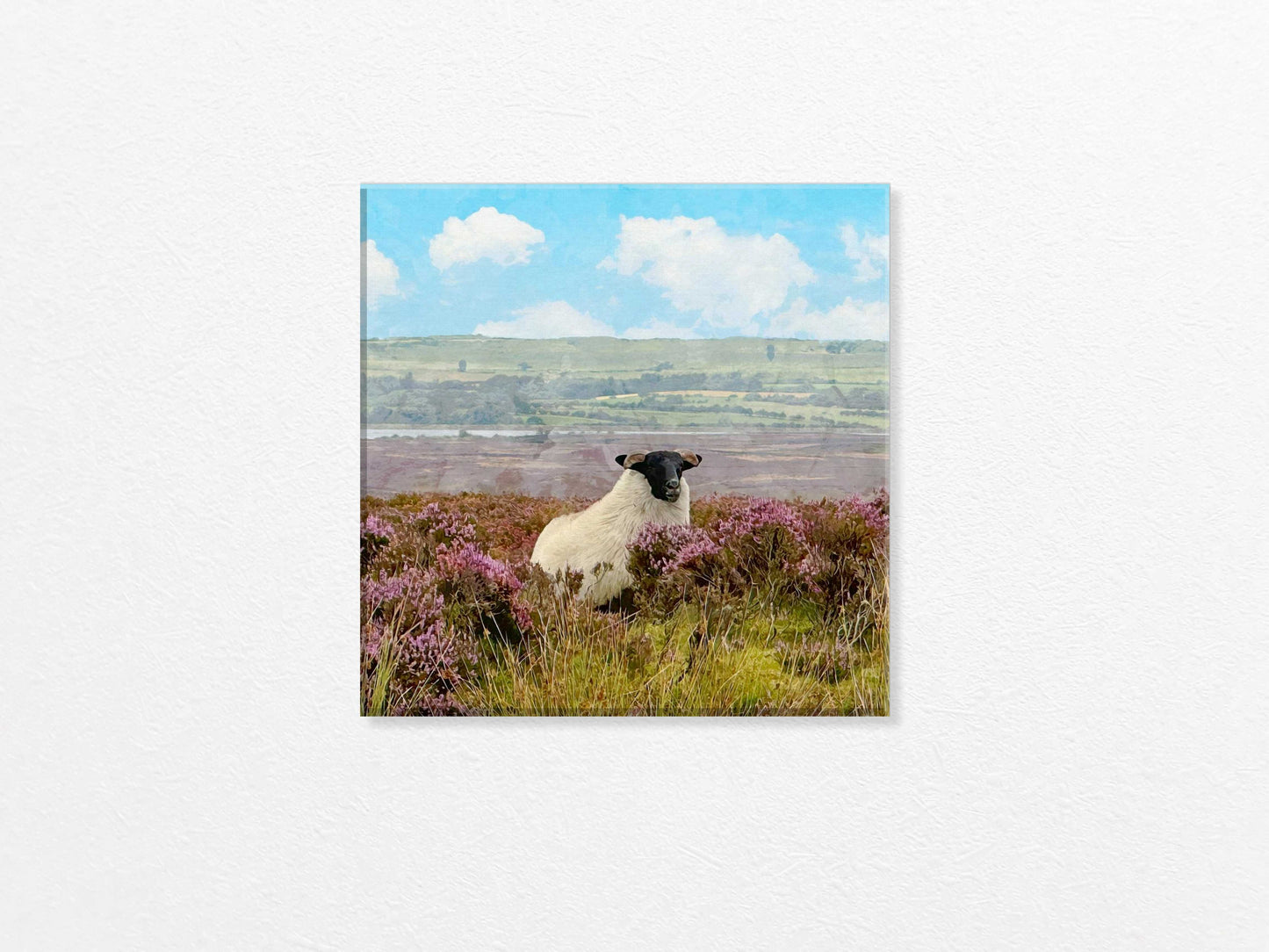 Sheep in a field with purple flowers and a blue sky