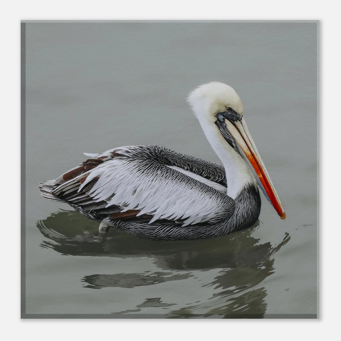 Pelican swimming in water with a neutral background