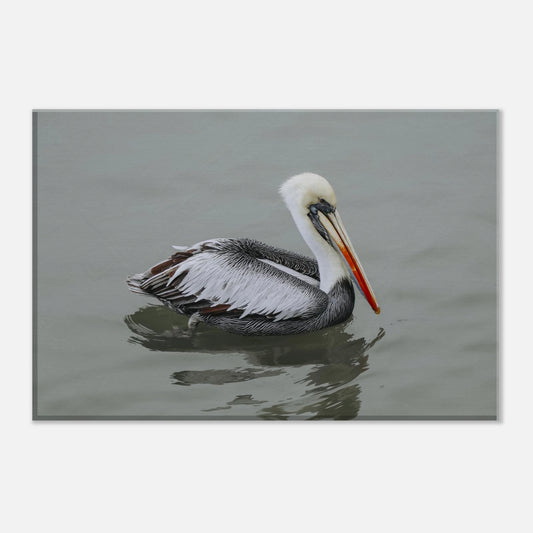 Pelican swimming in water with a neutral background