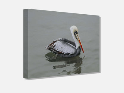 Pelican STILL WATER, WILD SOUL Photo Canvas Print