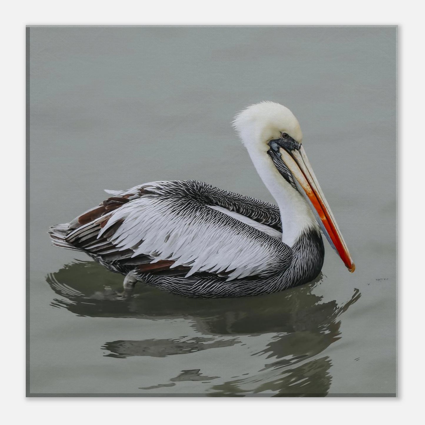 Pelican swimming in water with a neutral background