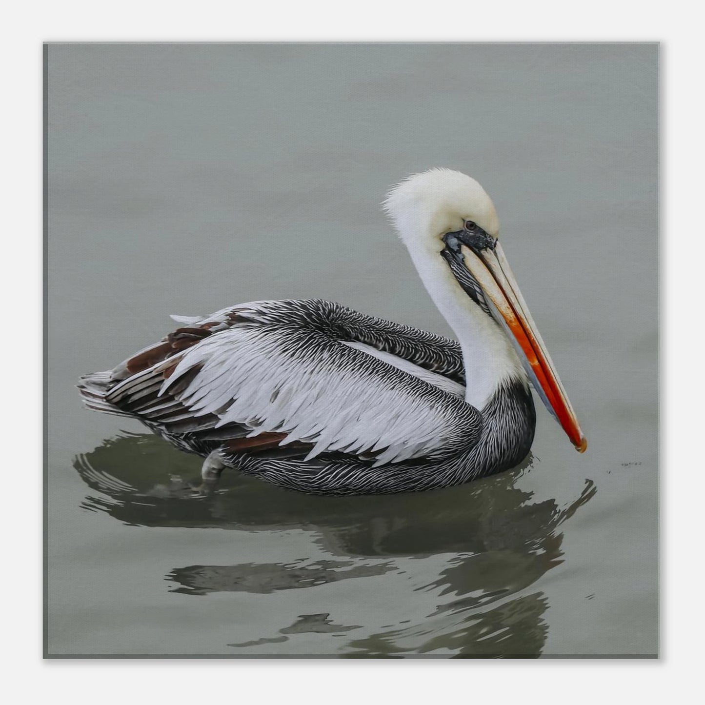 Pelican swimming in water with a neutral background