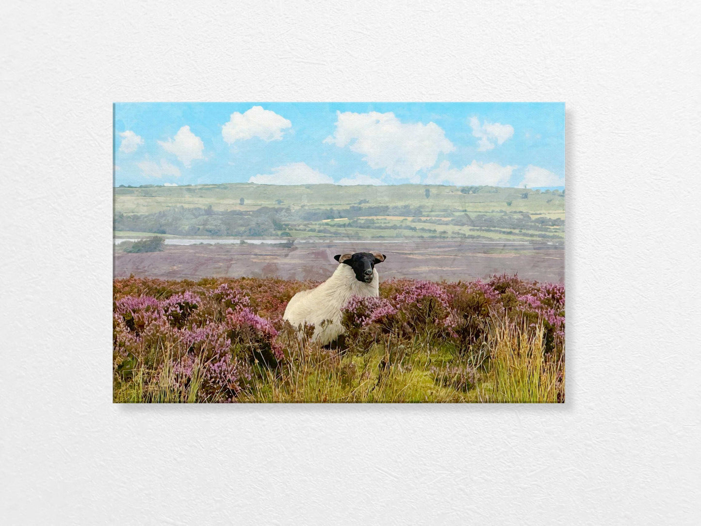Sheep standing in a field of purple heather with a blue sky and clouds in the background
