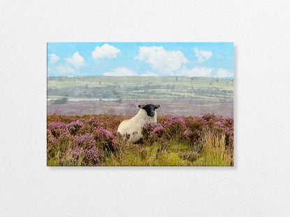 Sheep standing in a field of purple heather with a blue sky and clouds in the background