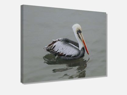 Pelican STILL WATER, WILD SOUL Photo Canvas Print