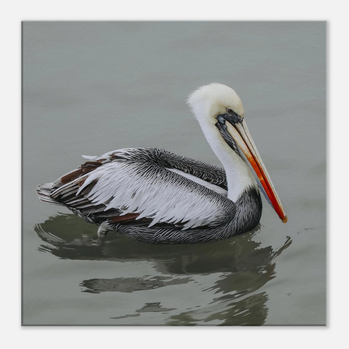 Pelican swimming in water with a neutral background