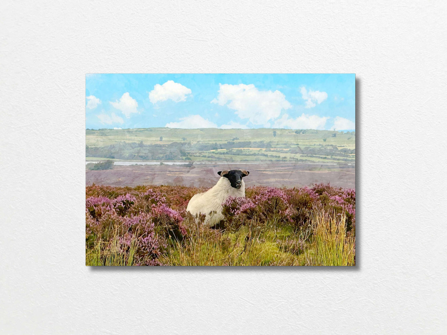Sheep 50x70