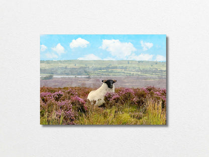 Sheep 50x70
