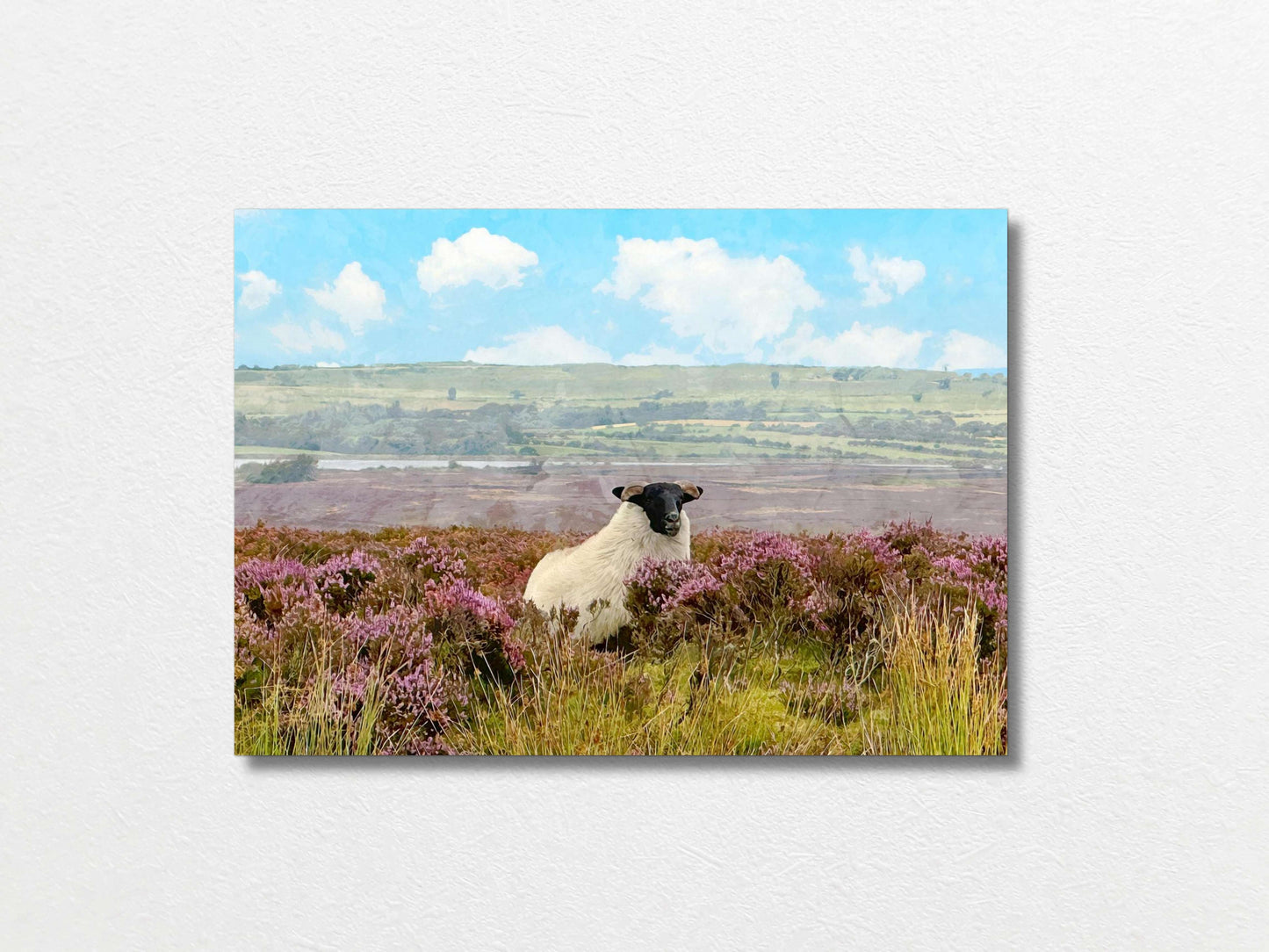 Sheep A2