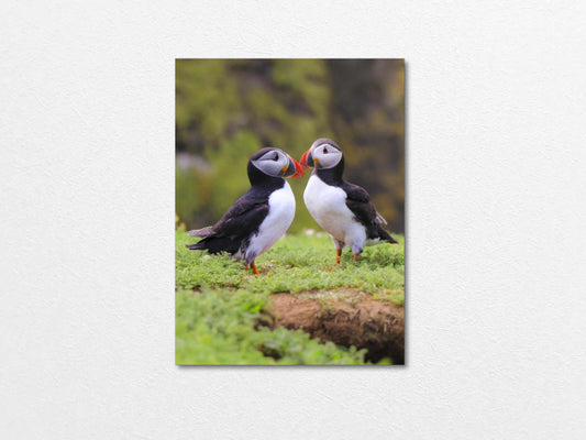 Two puffins seabirds standing on grass with a natural blur