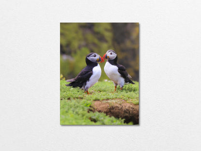 Two puffins seabirds standing on grass with a natural blur