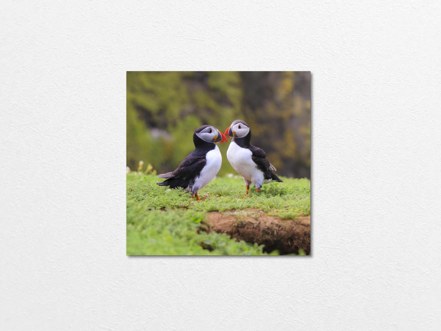 Two puffins seabirds standing on grass with a natural blur