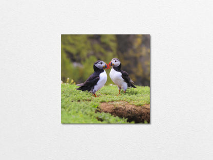 Two puffins seabirds standing on grass with a natural blur