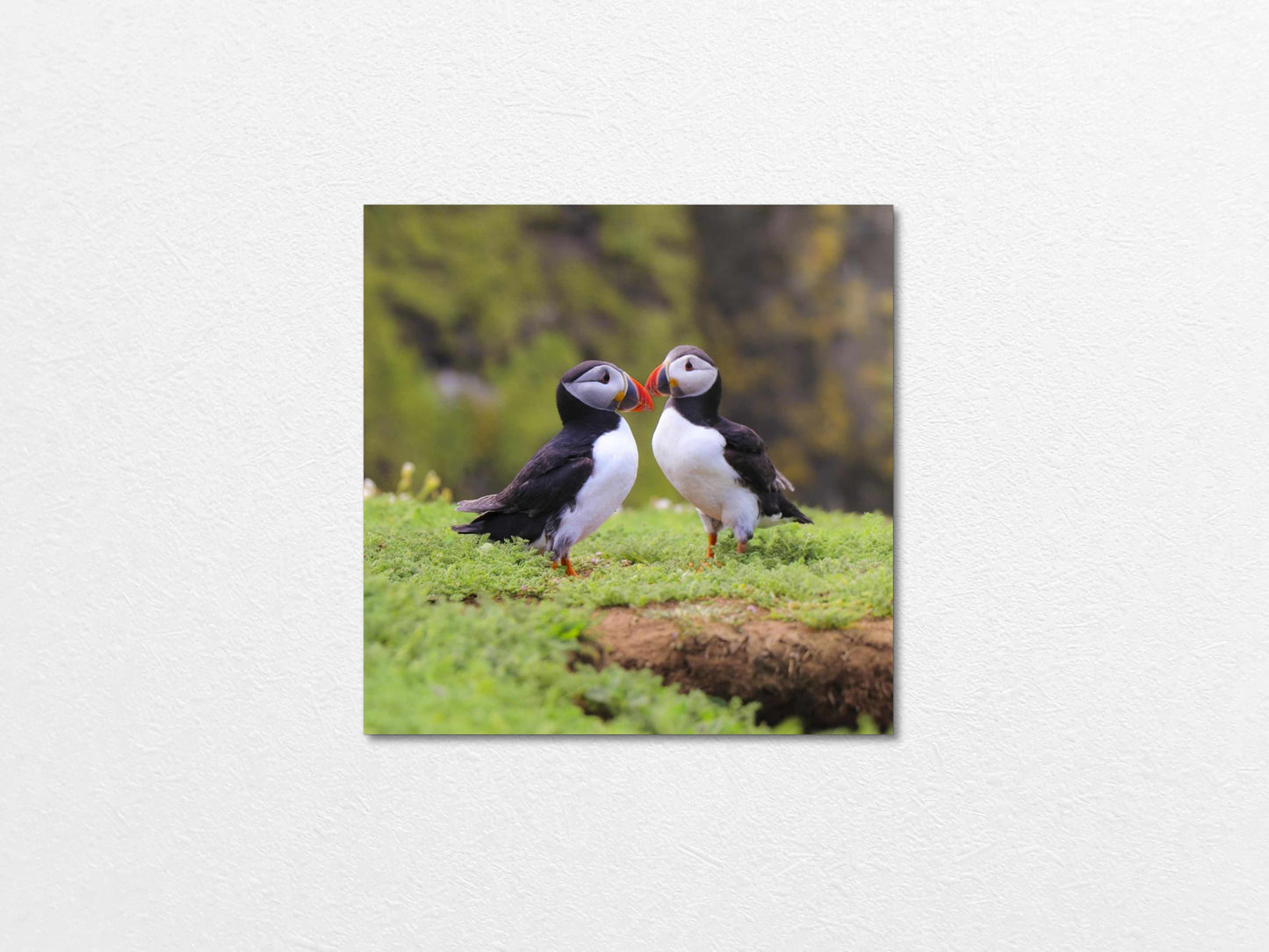 Two puffins seabirds standing on grass with a natural blur