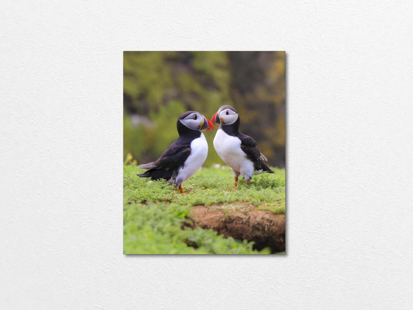 Two puffins seabirds standing on grass with a natural blur