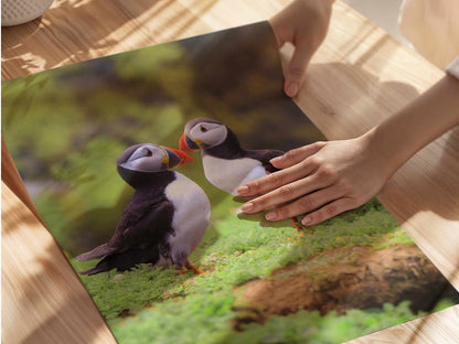 Two puffins seabirds standing on grass with a natural blur