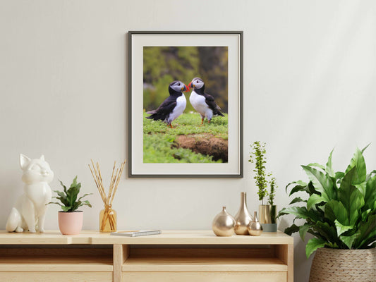 Two puffins seabirds standing on grass with a natural blur